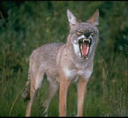 Coyotes In Nova Scotia. Nova Scotia 02/28/11 cbc.ca: