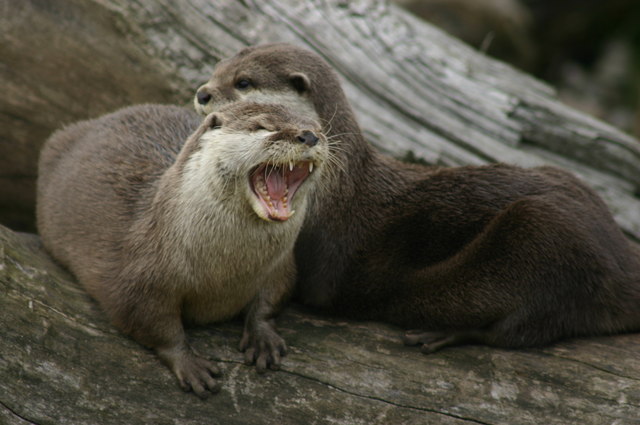 otters in florida