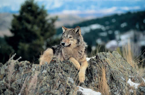 Yukon Wolves