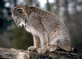 Florida Fish  Wildlife on Florida County Issues Alert After Rabid Bobcat Found In Homeowner   S