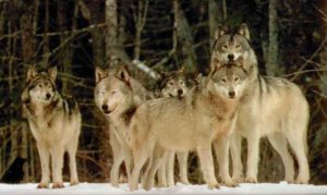 wolf_pack