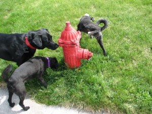 dogs-peeing-on-fire-hydrant.jpg