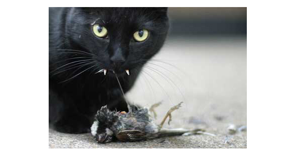 feral-cat-kills-birds-ammoland2.jpg