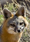 Wildlife-GrayFox