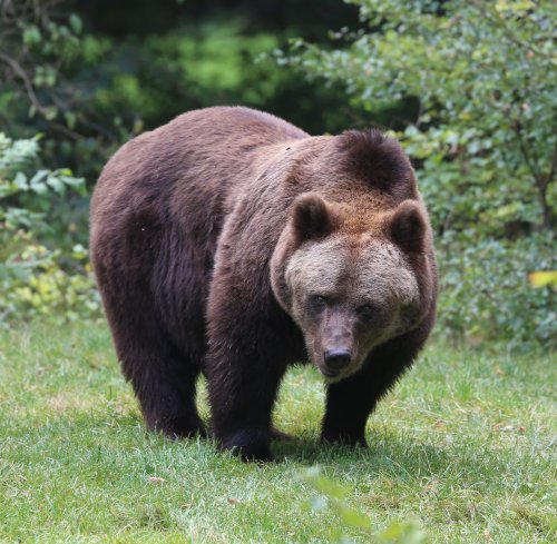 Brown Bear. Photo by Ursos Arctos_600. Wikimedia Commons.