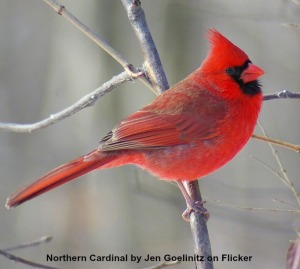 Northern cardinal; photo by Jen Goellnitz on Flick